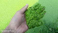 Fat Duckweed ( lemna gibba )