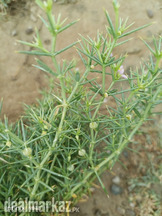 Fagonia herbal / Dhamasa /suchi booti fresh Rs 4000 dried Rs 5000