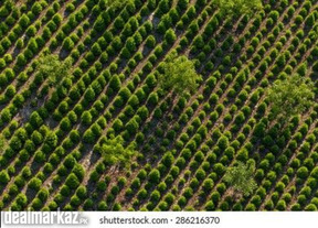business in agroforestry