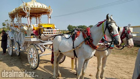 Baggi Service for wedding