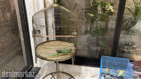 Golden Round cages for raw parrot or pet birds available