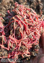 Red Wiggler Earthworms (Eisenia fetida) Pakistan (1000 worms)