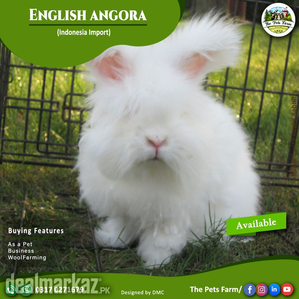English Angora Full Face Imported Indonesian Bloodline Adult Pair - 153513  - Other Animals in Karachi 