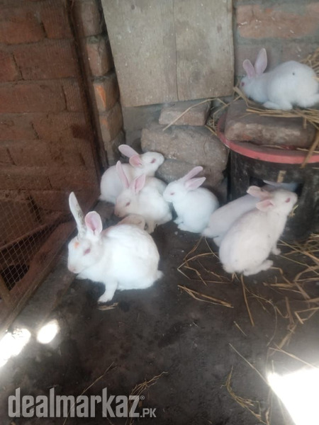50 Baby Rabbits For Sale - 156377 - Other Animals in Lahore 