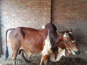 Cows for sale in Pakistan, cows at best price in Pakistan - Cows &  Buffaloes 