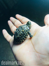 Black Pound Turtle