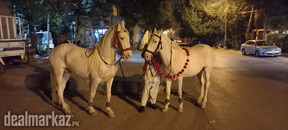 Dancing horse for rent