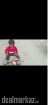 Tortoise/Turtle