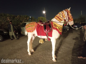 Horse for wedding