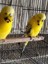 Exhibition TCB breader pair and 2 male Exhibition pattay for sale