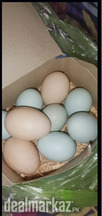 Americana Blue eggs