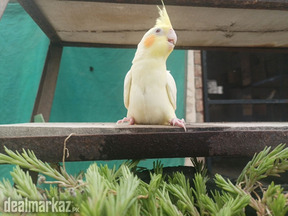 Hand tamed purpose parrot chicks of . cocktail and available