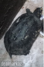 2 Turtle in 3000 ????, kachwa for sale in Lahore