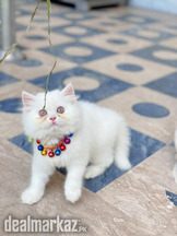 Persian Cats & Kittens Available