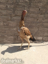 Aseel pathi(peeli)