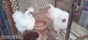 Silkies for sale