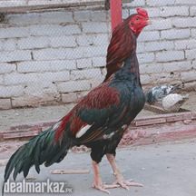 Aseel murgha, seel murgha