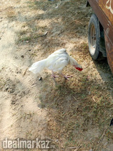 White Beautifull full size murgha