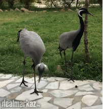 Beautiful Koonj pair for sale