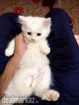 White Persian Cat