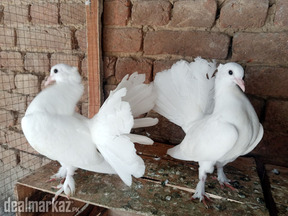 Lakky Kabootar Fancy Pigeon Pair