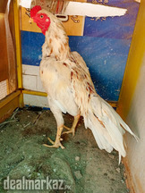 White Chenna Murga