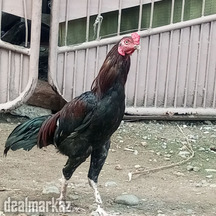 Chicken Flock on sale