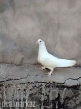 Kabooter Pigeons