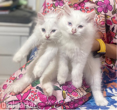 Female Persian kitten pair