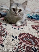 Active cat female Persian doll face