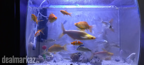 Tiger head albino White line sharks for sale
