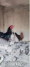 2 mesri hens 1 australorp for sale , please avoid mes