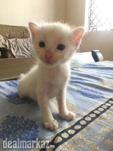 Persian Kittens