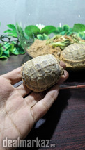 Russian tortoise pair