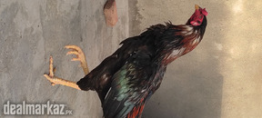 Aseel hens for sale location lahore