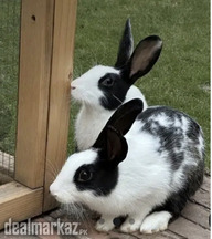 cute rabbits sale