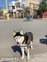 Husky for sale in reasonable price