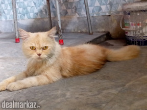 Female Persian doll face active lovely cat
