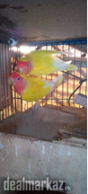 Lutino one healthy pair yellow color for sale in karachi f.b area