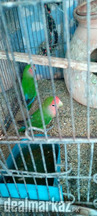 Rosicolli Green Lovebird for sale.