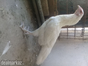 White heera aseel hens