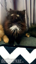Persian cats black