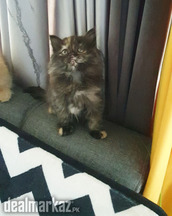 Persian cat brown