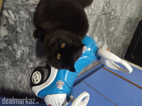 Loving and Activ cat