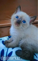 Himalayan Siamese kitten male.