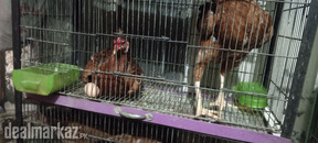 Aseel hens for sale