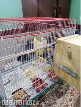 creem cocktail breeding pair active and healthy