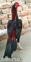 Aseel Fighter Murgha