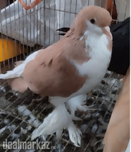 Red Sherazi and Black Fancy Pigeon