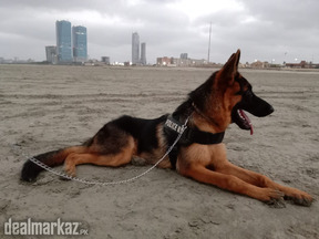 Gsd male pup for sale
